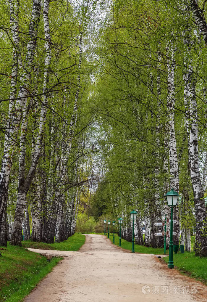俄罗斯波里亚纳州的桦树巷