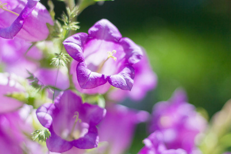 漂亮的紫罗兰色铃铛花草丛中粉红色的紫色, 蓝色铃铛紫色铃铛花花束