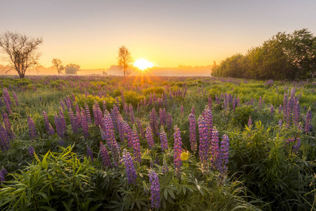 春天开花羽扇豆图片