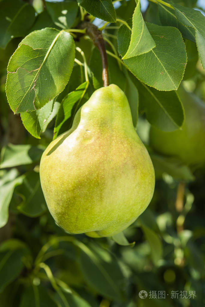 夏天花园里树上的梨果