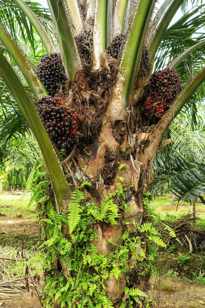 油棕树果顶近景