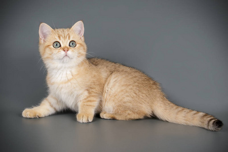 苏格兰短毛猫图片