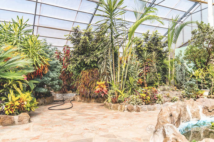 植物园温室室内有热带植物和花卉