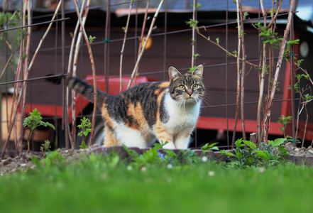 春天,五颜六色的家猫走在树莓丛中.奇妙的猫科猫科动物探索她的领地.