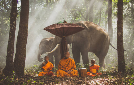 泰国僧侣牵着大象在丛林中行走图片