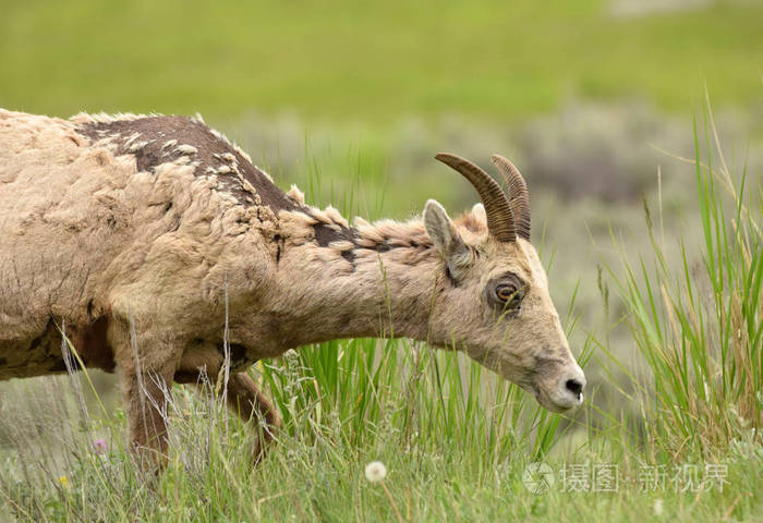 自然环境中的大角羊母羊