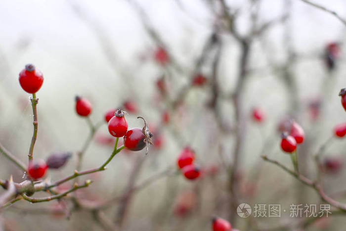 圣诞节 美丽的 灌木 冰冷的 冬天 浆果 特写镜头 森林