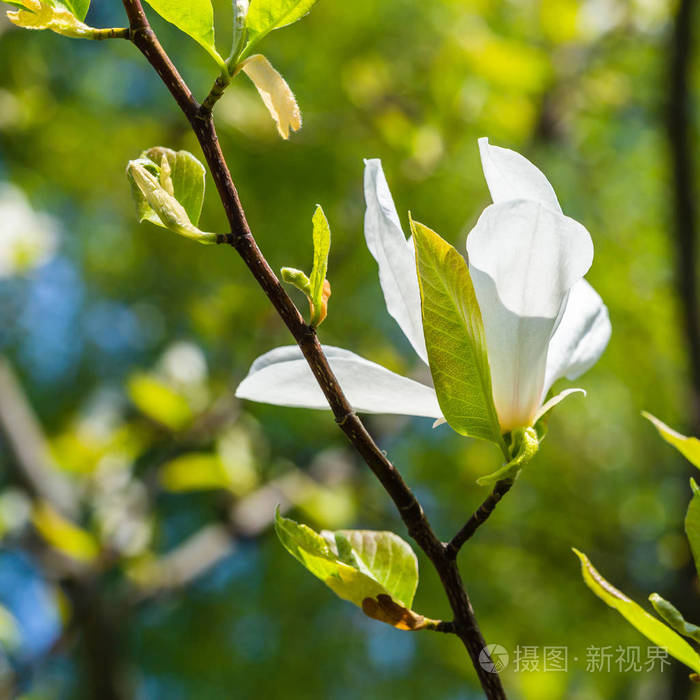 木兰花特写