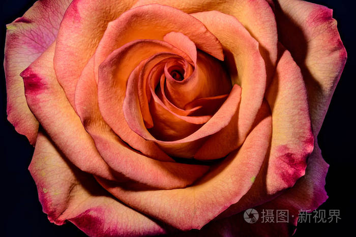 艺术复古静物彩色花朵宏观肖像一个单独的橙色粉红色盛开的玫瑰花在