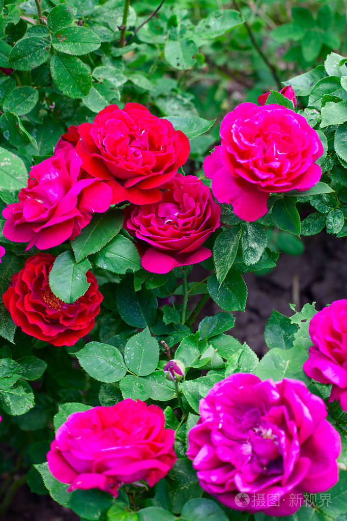 在花园里种植美丽的玫瑰丛