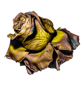 花卉美术色彩宏观单一孤立的陈年褪黄金棕色玫瑰花,金属细节质感在