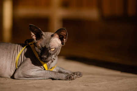 灰色的猫躺在木地板上.黄皮带.水平视图复制空间.照片