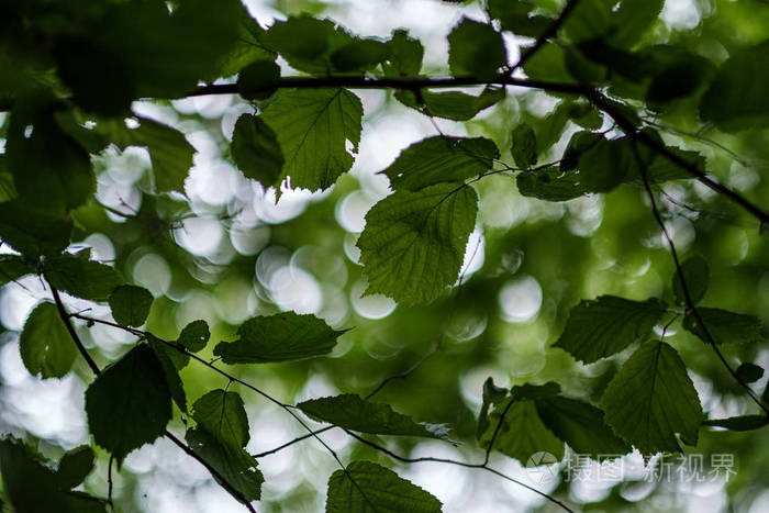 雨后的夏季森林里年轻的新鲜菩提树叶子