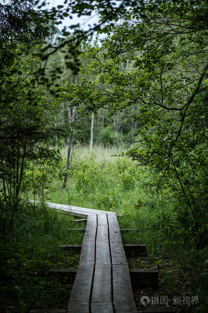 雨后绿林中美丽的小路