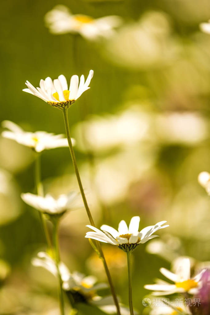 玛格丽特德国春天的一朵鲜花