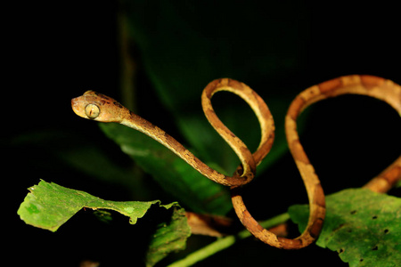 钝头蛇一种钝头蛇,长柄象,呈s形,是典型的攻击形式照片