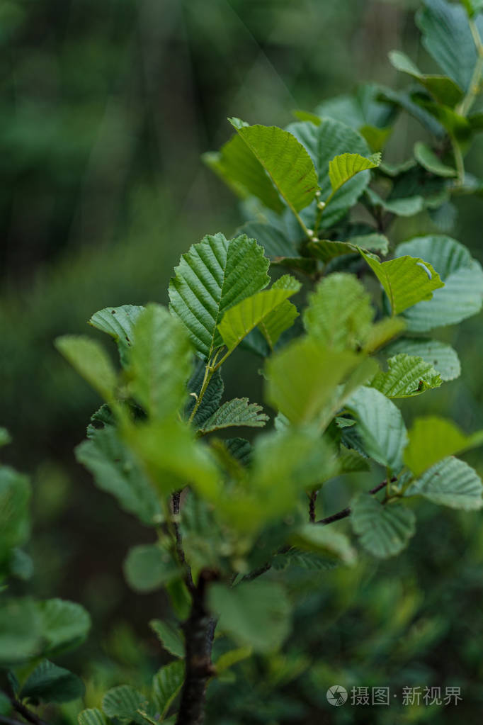 雨后的夏季森林里,年轻的新鲜菩提树叶子照片-正版商
