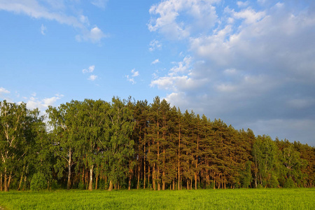 森林在地平线上.绿地.俄罗斯照片