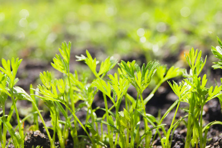 阳光明媚的日子里,花园里的小胡萝卜发芽了.农业,种植块根作物照片