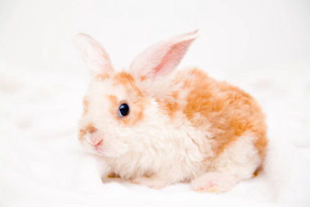 可爱的橙色和白色小兔子,长着大耳朵.白色背景的兔子.