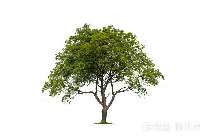 孤立的树木轮廓白底树