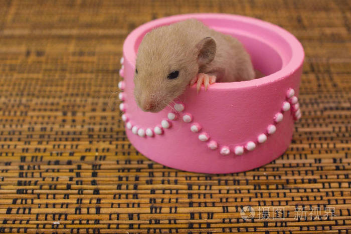 可爱的毛茸茸的老鼠坐在一个漂亮的粉红色盒子里里面有珍珠