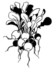 水墨手绘.黑白相间.食物,蔬菜和水果分开.