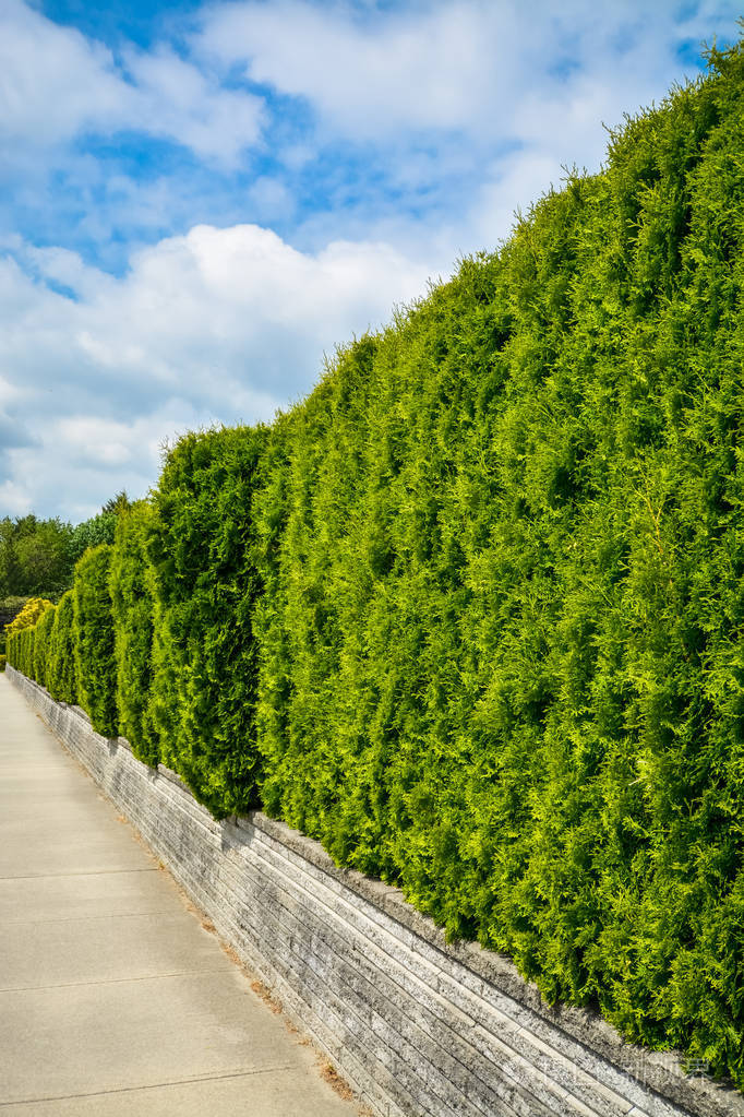 地面露台上的长绿色树篱在天空背景下沿着混凝土人行道
