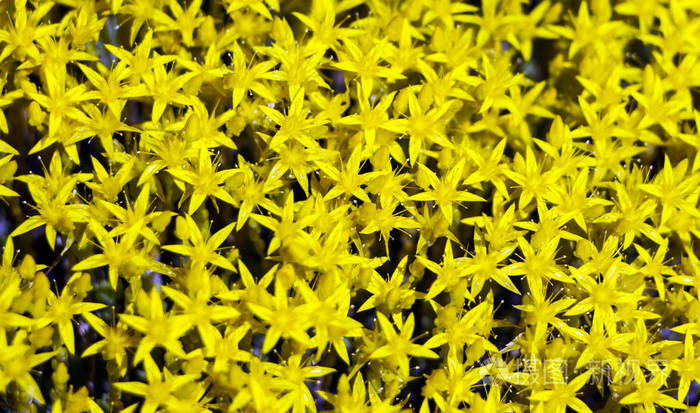小的鲜黄色的花，作为明信片和广告的秋夏背景。