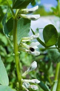 夏季花园里的白黑豆花.农业概念,栽培豆类.照片