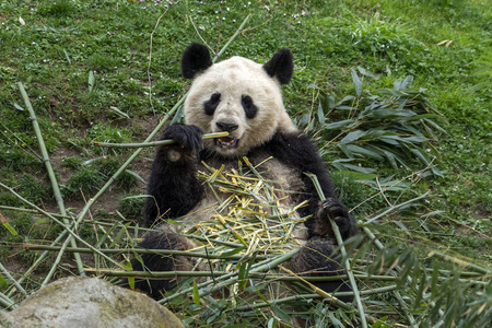 大熊猫一边吃竹子图片