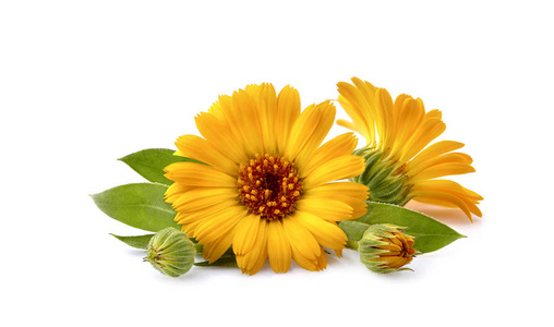 多彩金盏花图片-多彩金盏花素材-多彩金盏花插画-摄图新视界