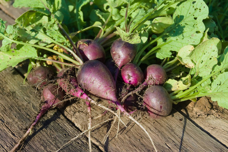 根茎类木桌上的深紫色萝卜.农业观念,栽培根茎类蔬菜照片