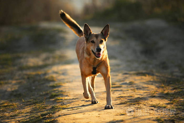 快乐的红发狗在阳光灿烂的黄色田野上行走的肖像