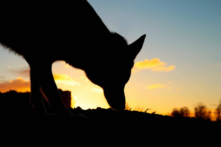 一只哈士奇狗在夕阳下行走的剪影.照片