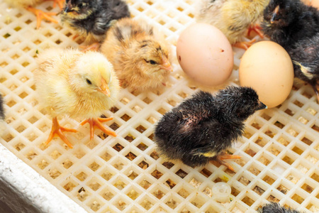 蛋胚胎学家将样本放入培养箱母鸡和小鸡养鸡场鸡鸭婴儿鸡鸡柳母鸡