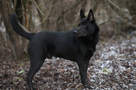 可爱的混血黑狗在冬季草地上散步的肖像.照片