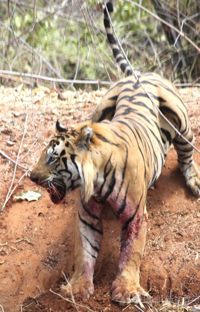 疲惫不堪的血虎