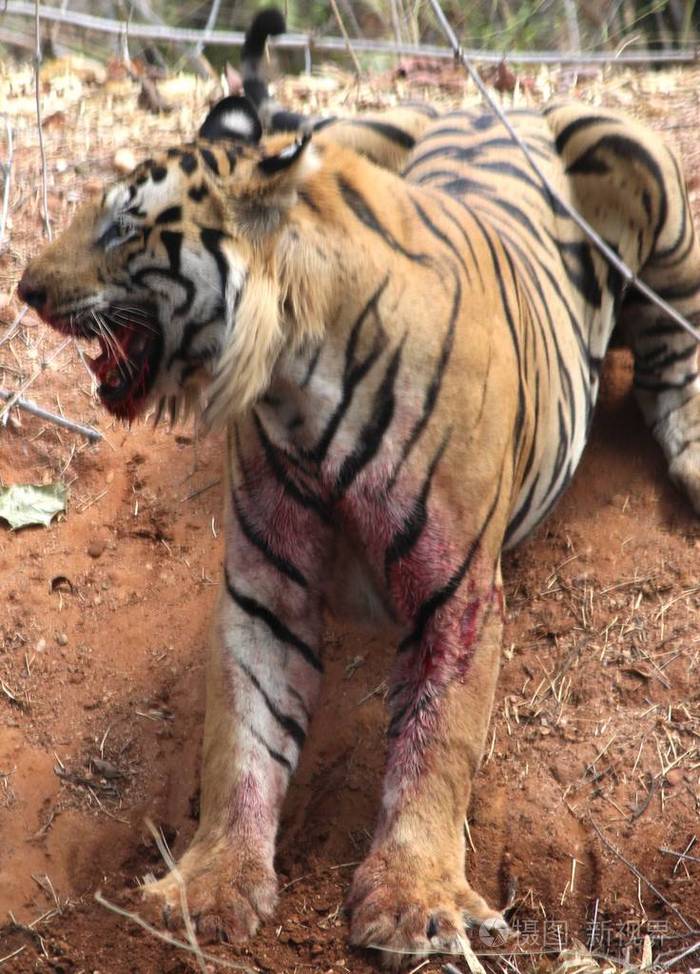 精疲力尽又沮丧的血虎