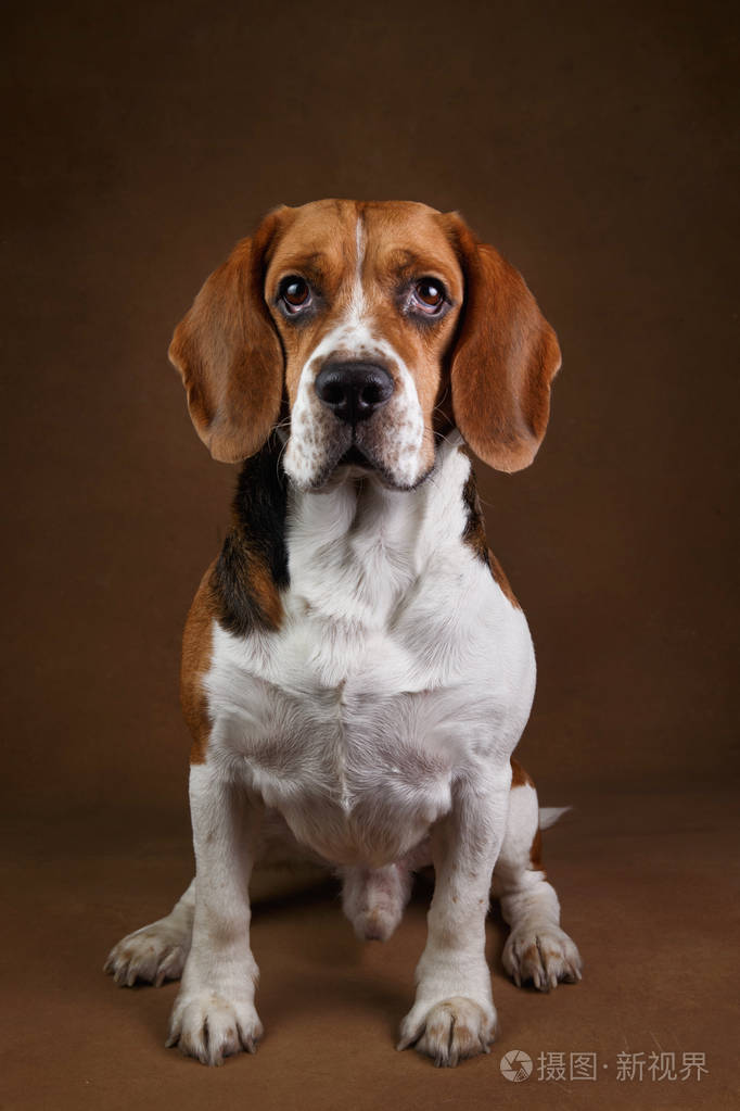 可爱的小猎犬站在棕色的背景下