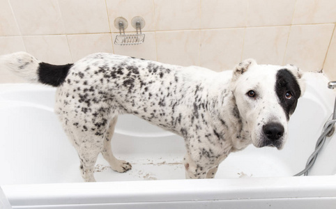 阿富汗牧羊犬中亚牧羊犬洗澡.正在泡泡浴的狗.阿拉拜美容犬.照片