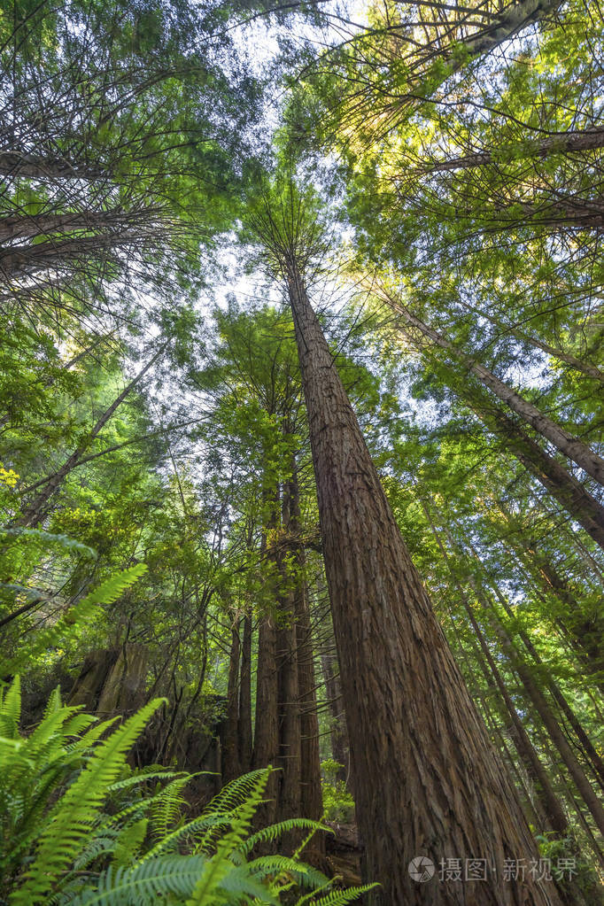 加州新月城红杉国家公园高大的树木