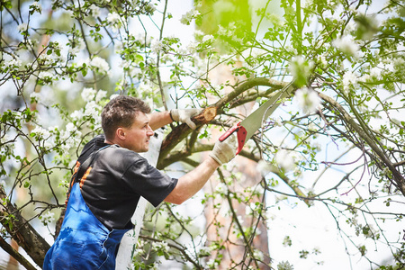 一个男人拿着锯子在花园里砍开一棵盛开的苹果树的树枝.照片