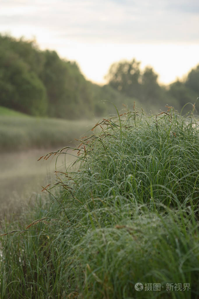 杂草丛生的河岸照片-正版商用图片2kr3wy-摄图新视界