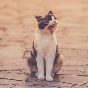 户外的猫打哈欠图片