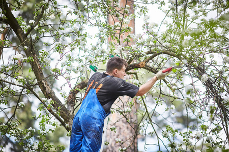 一个男人拿着锯子在花园里砍开一棵盛开的苹果树的树枝.照片