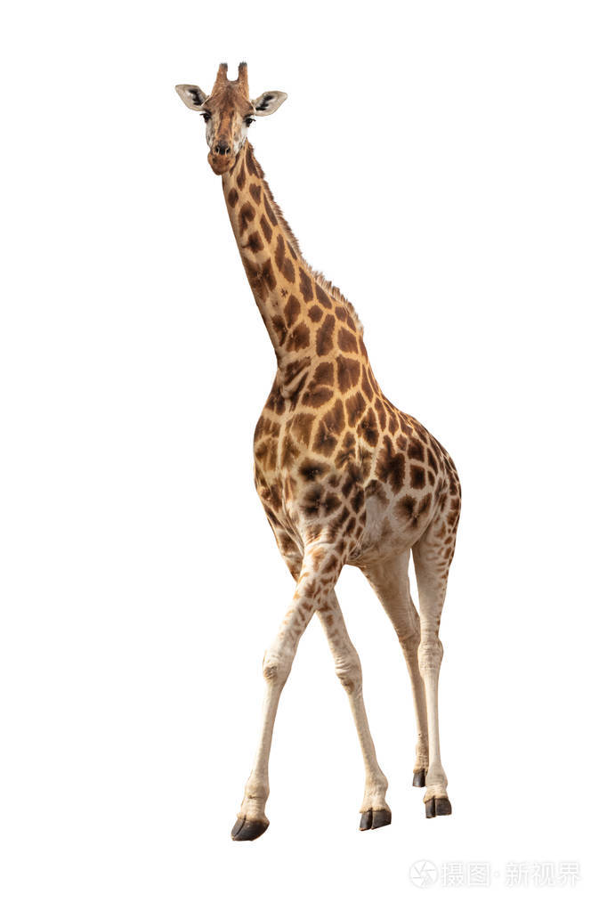 endangered rothschilds giraffe isolated