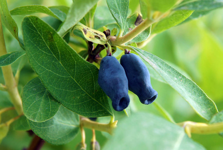 蓝靛果图片大全