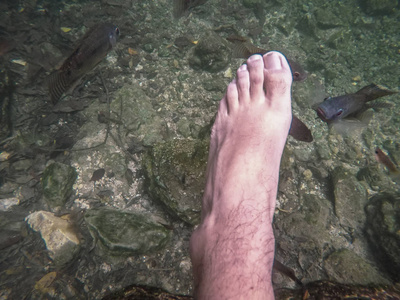 鱼疗,用鱼治疗脚照片