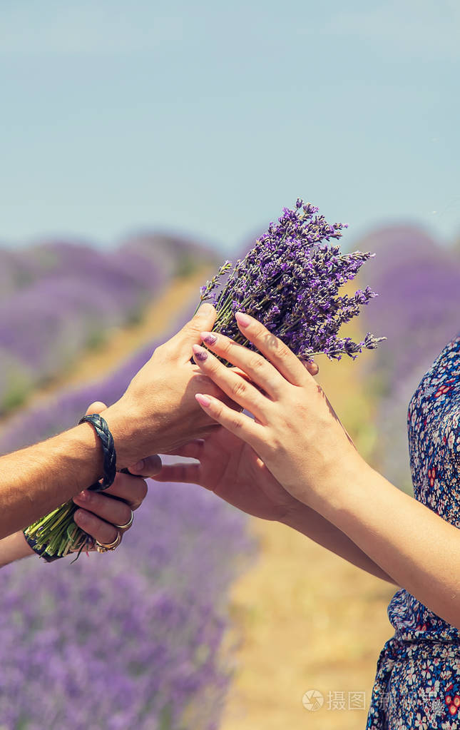 薰衣草盛开的田野里的恋人选择性聚焦